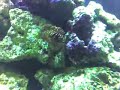 Feather Duster Tube Worm emerges in Saltwater Aquarium