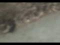 videos de me and my bro killing a black widow spider