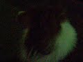 オスカル散歩-地元編-②