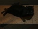 ciotto2