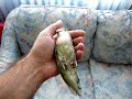 My Lovebird Olive