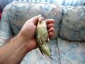 My Lovebird Olive