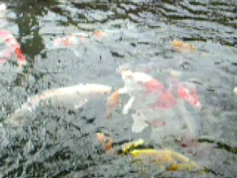gint koi