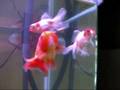 92 Gallon Goldfish Tank