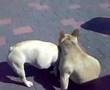 Bulldog Francés video