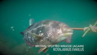 Southern Fish ID Guide