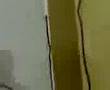 Technopark, Trivandrum ****Snake at work****