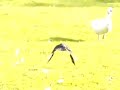 Jackdaw (?) flying away; filmed at 300 fps Jackdaw (?) flying away; filmed at 300 fps