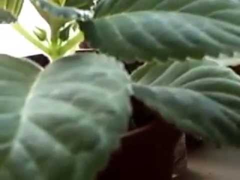 how to care gloxinia