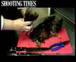How-to-skin-a-pheasa