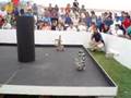 Microbots
