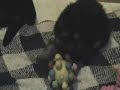 German Shepherd Puppies 3 weeks old
