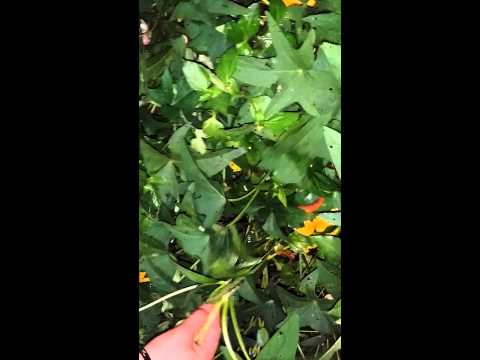 how to grow talbos ng kamote