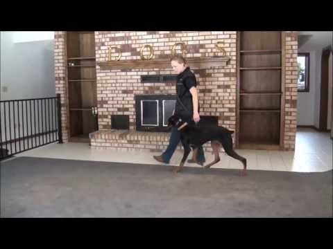 Doberman Pincer