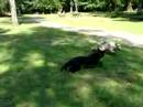 Gaia aan het spelen in bos Gaia aan het spelen in bos