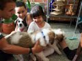 visita de cachorros san bernardo a isabella