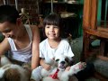 visita de cachorros san bernardo a isabella