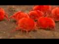 K�rm�z� B�cekler belgeseli video.