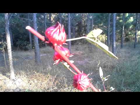 how to harvest hibiscus seeds