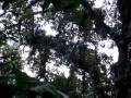 videos de Costa Rica - Tarzan swing Kirsten.mpg