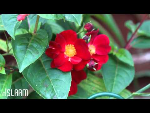 Beautiful punjabi shayari about our beloved Prophet Peace Be Upon Him and Halima Sadia