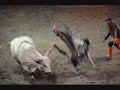 Bull Riding December 2008