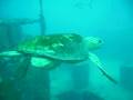 Turtle on Speigal Grove