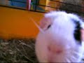 Funny Guinea Pig Montage