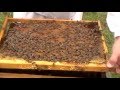 Видео - Работы на пасеке. Подсаживаем маток в нуклеусы. Bee