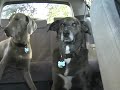 Dogs Take a Ride