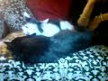 Mabel & Suie!