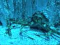 Sea Life Timmendorfer Strand