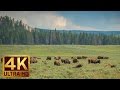 YELLOWSTONE BISONS - RELAXING SCENE IN 4K ULT ..