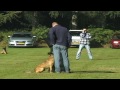 Hunter K9 KNPV