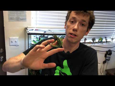 YouTube reptile video
