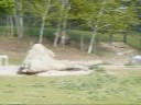 Toronto Zoo European riendeer