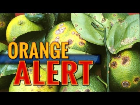 how to cure citrus canker