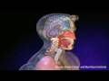 Attacking influenza: how human monoclonal antibodies neutralize the flu virus