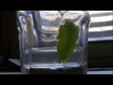 how to transplant a christmas cactus