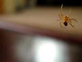 Spider building web