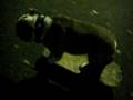 tokyo-skateboarding-bulldog-bazooka