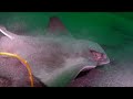 Thumbnail #2