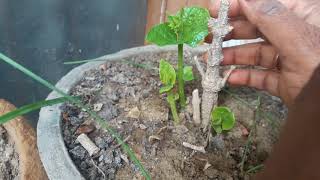 How to Care  parijaat  plant