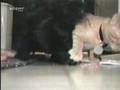 Cat Food Fight