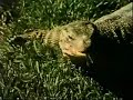 Classic Sesame Street - la iguana tan fea