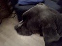 The Mastiff of Holly Street