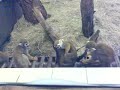 monkeys.3gp