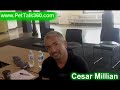 Dog Whisperer talks about what Pitbulls are really like