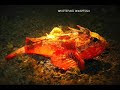 Treasure hunt in Bunaken & Lembeh