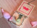 Operation Mausefalle (NewComer des Jahres)